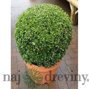 Krušpán vždyzelený Guľa priemer 33+ cm, v črepníku Buxus semprevirens