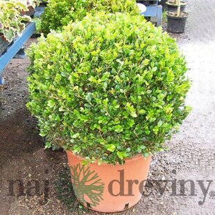 Krušpán vždyzelený Guľa priemer 40 cm, v črepníku Buxus semprevirens