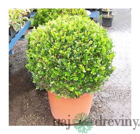 Krušpán vždyzelený Guľa priemer 40 cm, v črepníku Buxus semprevirens