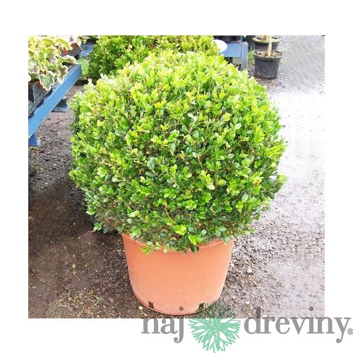 Krušpán vždyzelený Guľa priemer 40 cm, v črepníku Buxus semprevirens