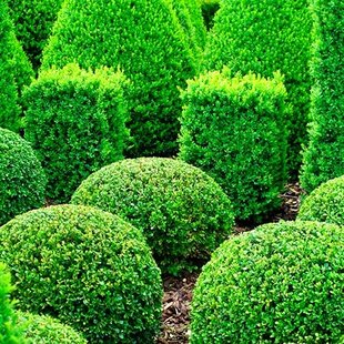 Krušpán vždyzelený v črepníku 10/20 cm Buxus sempervirens