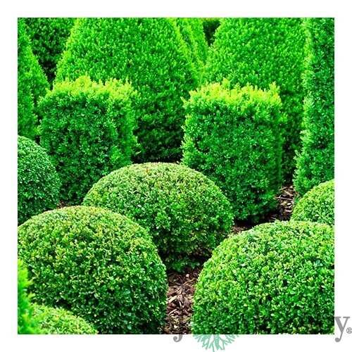 Krušpán vždyzelený v črepníku 10/20 cm Buxus sempervirens