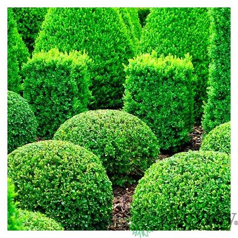 Krušpán vždyzelený v črepníku 10/20 cm Buxus sempervirens