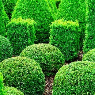 Krušpán vždyzelený v črepníku 10/20 cm Buxus sempervirens