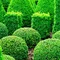 Krušpán vždyzelený v črepníku 10/20 cm Buxus sempervirens