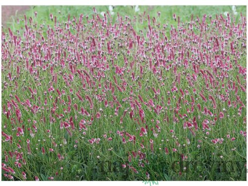 Krvavec lekársky´PINK TANNA´, v črepníku Sanguisorba officinalis ´PINK TANNA´