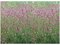 Krvavec lekársky´PINK TANNA´, v črepníku Sanguisorba officinalis ´PINK TANNA´