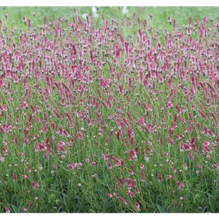Krvavec lekársky´PINK TANNA´, v črepníku Sanguisorba officinalis ´PINK TANNA´