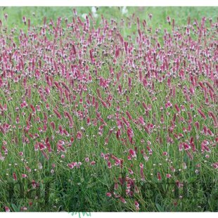Krvavec lekársky´PINK TANNA´, v črepníku Sanguisorba officinalis ´PINK TANNA´