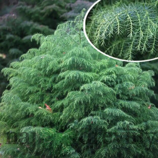 Kryptoméria japonská Elegans Viridis, výška 30/40 cm, v črepníku 2,5l Cryptomeria Japonica ‘Elegans Viridis‘