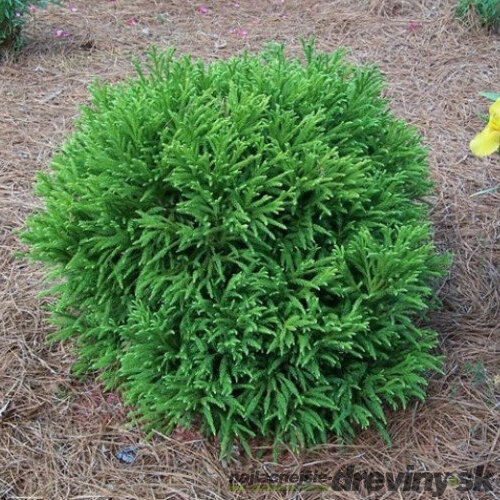 Kryptoméria japonská Globosa Nana na kmienku 60 cm, výška 80/100 cm, v črepníku 10l Cryptomeria japonica