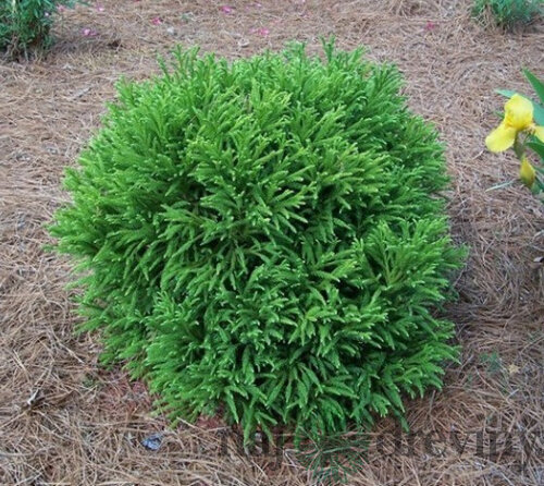 Kryptoméria japonská Globosa Nana na kmienku 60 cm, výška 80/100 cm, v črepníku 10l Cryptomeria japonica