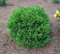 Kryptoméria japonská Globosa Nana na kmienku 60 cm, výška 80/100 cm, v črepníku 10l Cryptomeria japonica