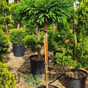 Kryptomeria japonská Little Champion na kmienku 180/200 cm, v črepniku Cryptomeria Japonica