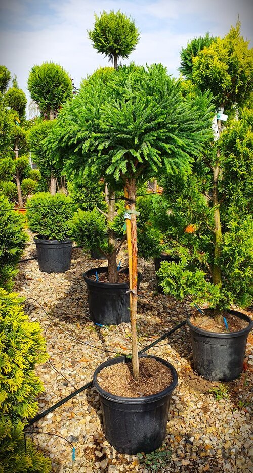 Kryptomeria japonská Little Champion na kmienku 180/200 cm, v črepniku Cryptomeria Japonica