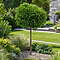 Kryptomeria japonská Little Champion výška 30/50 cm, v črepniku Cryptomeria Japonica