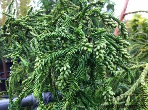 Kryptomeria japonska “Rasen” v črepníku 5L výška 80/100 cm Cryptomeria Japonica