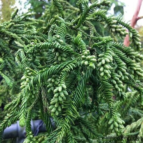 Kryptomeria japonska “Rasen” v črepníku 5L výška 80/100 cm Cryptomeria Japonica