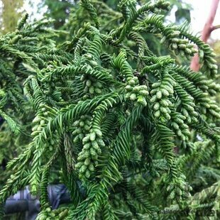 Kryptomeria japonska “Rasen” v črepníku 5L výška 80/100 cm Cryptomeria Japonica