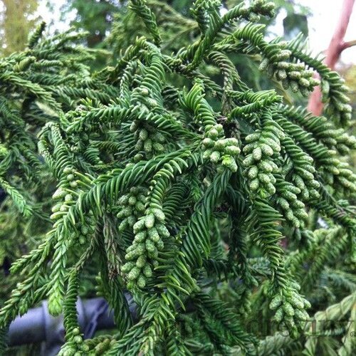 Kryptomeria japonská “Rasen”, výška 20/30 cm, v črepníku P9 Cryptomeria Japonica