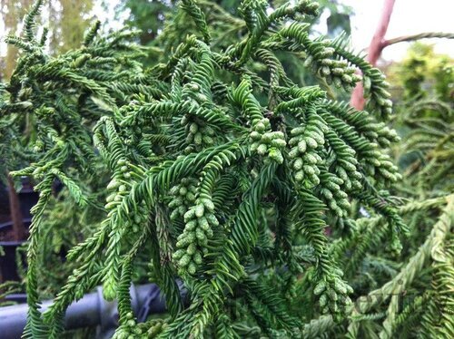 Kryptomeria japonská “Rasen”, výška 20/30 cm, v črepníku P9 Cryptomeria Japonica