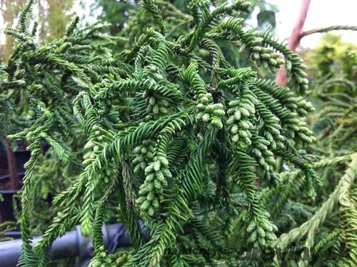 Kryptomeria japonská “Rasen”, výška 20/30 cm, v črepníku P9 Cryptomeria Japonica