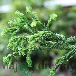 Kryptomeria japonska “Rasen”, výška 30/40 cm, v črepníku 3l Cryptomeria Japonica