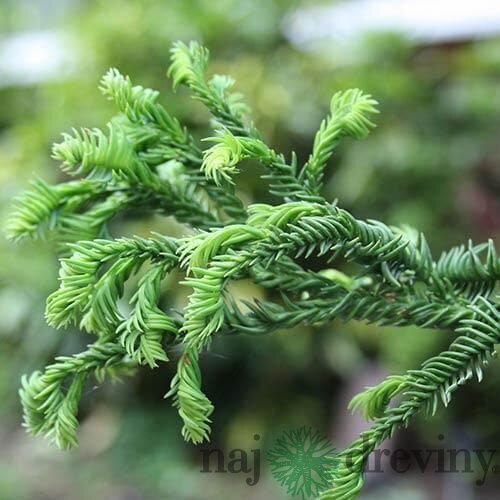 Kryptomeria japonska “Rasen”, výška 30/40 cm, v črepníku 3l Cryptomeria Japonica