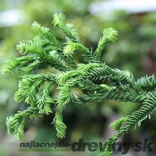 Kryptomeria japonska “Rasen”, výška 30/40 cm, v črepníku 3l Cryptomeria Japonica
