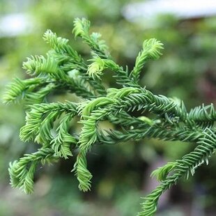 Kryptomeria japonska “Rasen”, výška 30/40 cm, v črepníku 3l Cryptomeria Japonica