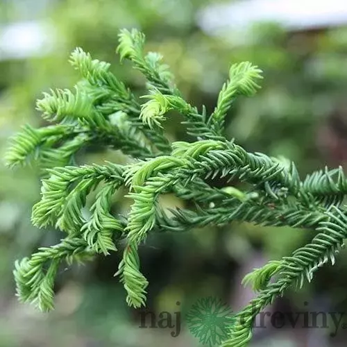 Kryptomeria japonska “Rasen”, výška 30/40 cm, v črepníku 3l Cryptomeria Japonica