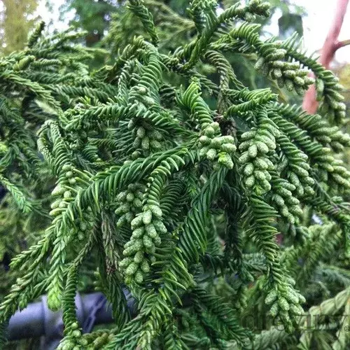 Kryptomeria japonská “Rasen”, výška 40/60 cm, v črepníku P9 Cryptomeria Japonica