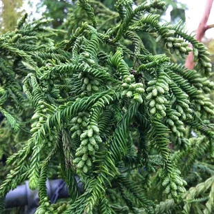 Kryptomeria japonská “Rasen”, výška 40/60 cm, v črepníku P9 Cryptomeria Japonica