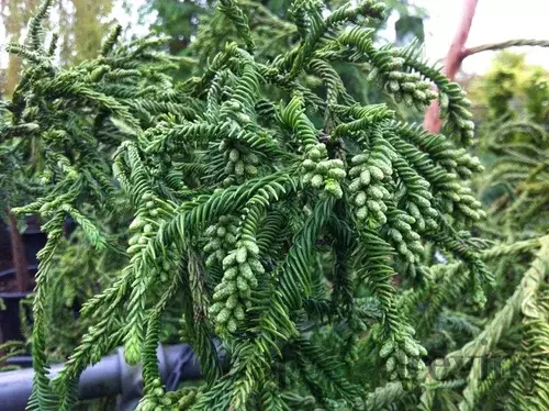 Kryptomeria japonská “Rasen”, výška 40/60 cm, v črepníku P9 Cryptomeria Japonica