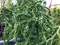 Kryptomeria japonská “Rasen”, výška 40/60 cm, v črepníku P9 Cryptomeria Japonica