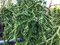 Kryptomeria japonská “Rasen”, výška 40/60 cm, v črepníku P9 Cryptomeria Japonica