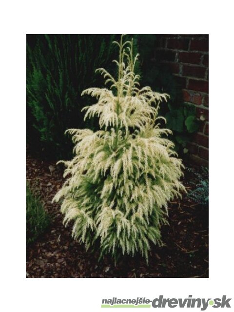 Kryptoméria japonská Sekkan 60/80 cm (Japonský céder), v črepníku 5l Cryptomeria Japonica Sekkan