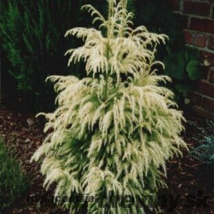 Kryptoméria japonská Sekkan 60/80 cm (Japonský céder), v črepníku 5l Cryptomeria Japonica Sekkan