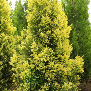 Kryptoméria japonská Sekkan 60/80 cm (Japonský céder), v črepníku 5l Cryptomeria Japonica Sekkan