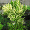 Kryptoméria japonská Vilmorin gold (Japonský céder) 25/30 cm, v črepníku Cryptomeria Japonica Green Pearl
