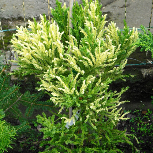 Kryptoméria japonská Vilmorin gold (Japonský céder) 25/30 cm, v črepníku Cryptomeria Japonica Green Pearl