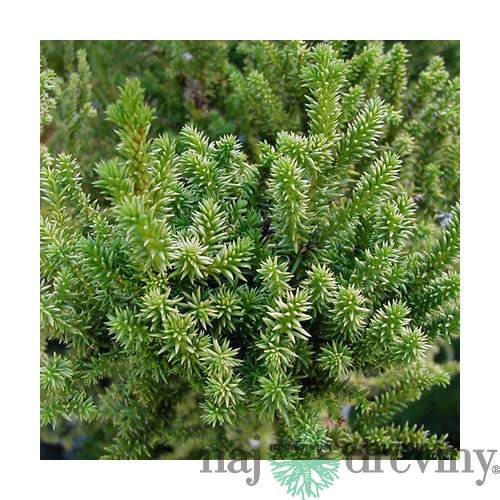 Kryptoméria japonská Vilmoriniana (Japonský céder) 30/40 cm, v črepníku Cryptomeria Japonica Vilmoriniana