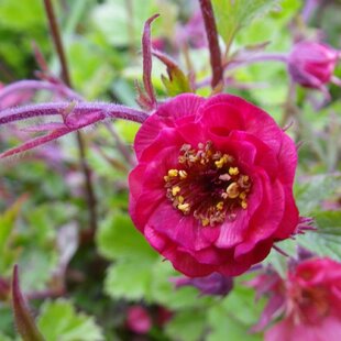 Kuklík Flames of Passion, v črepníku  Geum Flames of Passion