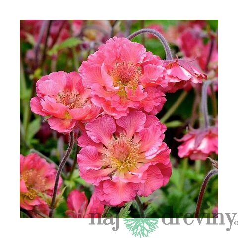 Kuklík Pink Petticoats 15/25 cm , v črepníku 2l Geum Pink Petticoats