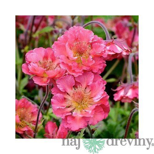 Kuklík Pink Petticoats 15/25 cm , v črepníku 2l Geum Pink Petticoats