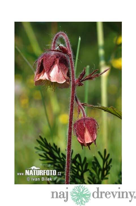 Kuklík potočý, v črepníku Geum rivale