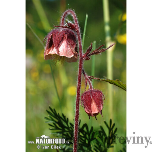 Kuklík potočý, v črepníku Geum rivale