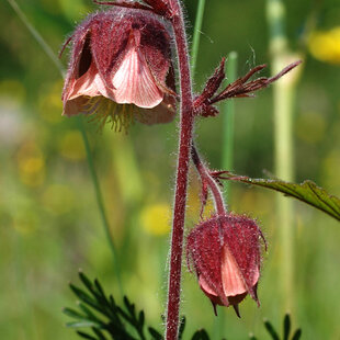 Kuklík potočý, v črepníku Geum rivale