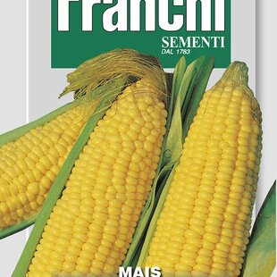 Kukurica cukrová - GOLDEN BANTAM - semená - 10 gr.