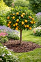 Kumkvat /Fortunella/ na kmienku, výška 20/50cm, v črepníku Citrus japonica